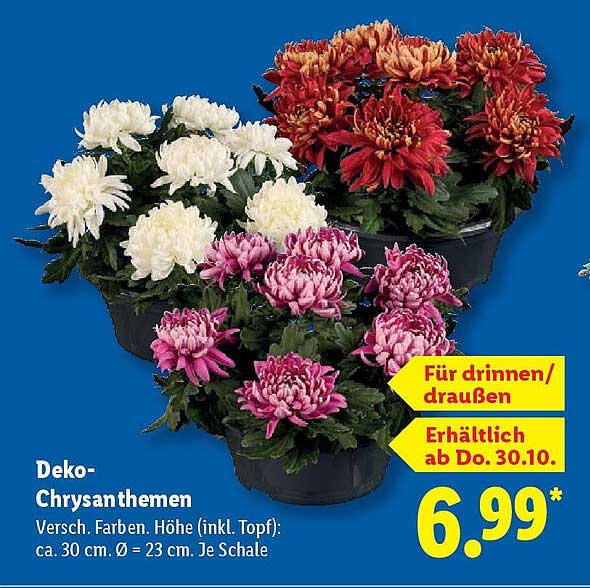 Deko-Chrysanthemen