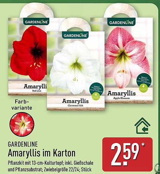 GARDENLINE Amaryllis im Karton