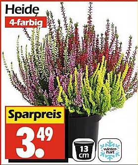 Heide 4-farbig - Winterharte Pflanzen für Ihren Garten