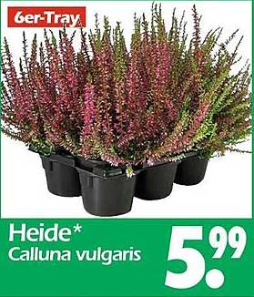 Heide* Calluna vulgaris im 6er-Tray
