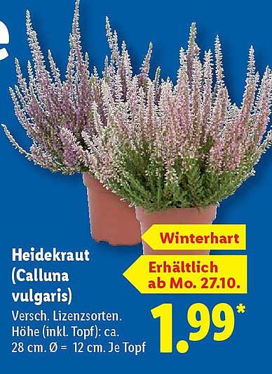 Heidekraut (Calluna vulgaris) - Winterhart