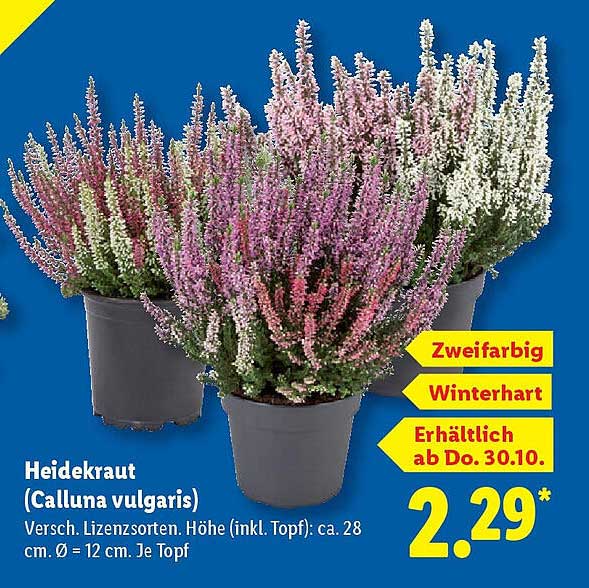 Heidekraut (Calluna vulgaris) - Zweifarbig und Winterhart