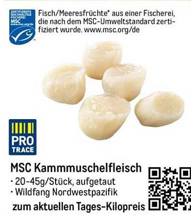 MSC Kammmuschelfleisch