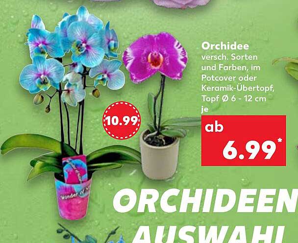Orchidee - versch. Sorten und Farben, im Potcover oder Keramik-Übertopf, Topf Ø 6 - 12 cm je