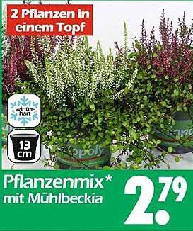 Pflanzenmix* mit Mühlbeckia – 2 Pflanzen in einem Topf