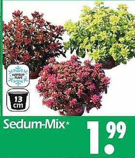 Sedum-Mix*