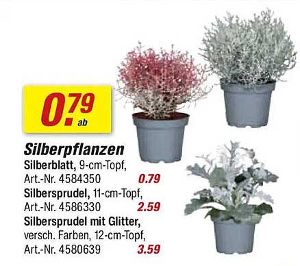 Silberpflanzen - Vielfalt für Ihr Zuhause