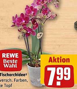 Tischorchidee in verschiedenen Farben und Töpfen