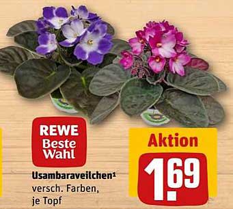 Usambaraveilchen in verschiedenen Farben, je Topf