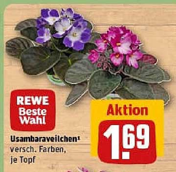 Usambaraveilchen – Verschiedene Farben, je Topf