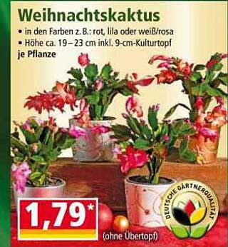 Weihnachtskaktus