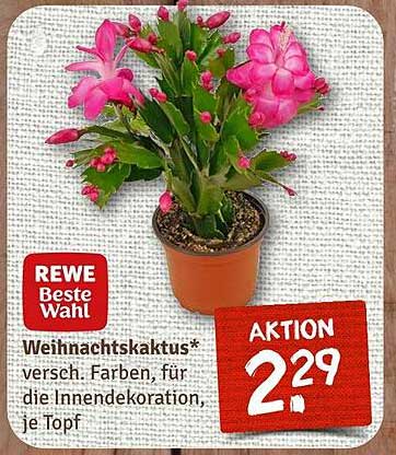 Weihnachtskaktus* versch. Farben, für die Innendekoration, je Topf
