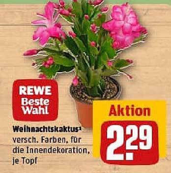 Weihnachtskaktus - Verschiedene Farben für die Innendekoration