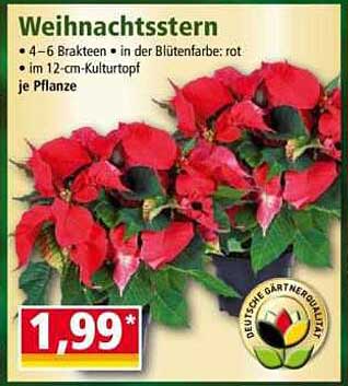 Weihnachtsstern - 4–6 Brakten, in der Blütenfarbe: rot, im 12-cm-Kulturtopf