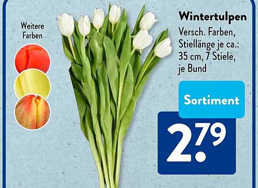 Wintertulpen - Verschiedene Farben, 7 Stiele je Bund