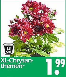 XL-Chrysanthemen
