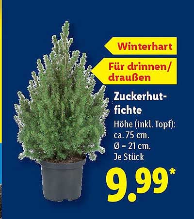 Zuckerhutfichte - Winterhart für drinnen und draußen