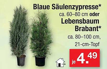 Blaue Säulenzypress* ca. 60–80 cm oder Lebensbaum Brabant* ca. 80–100 cm, 21-cm-Topf