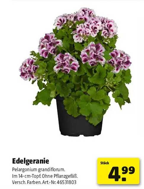 Edelgeranie Pelargonium grandiflorum. Im 14-cm-Topf. Ohne Pflanzgefäß. Versch. Farben. Art.-Nr. 46531803
