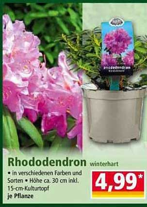Rhododendron winterhart