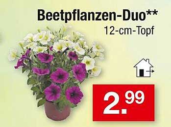 Beetpflanzen-Duo 12-cm-Topf