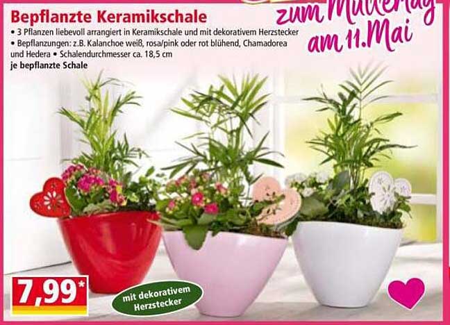 Bepflanzte Keramikschale mit dekorativen Herzsteckern