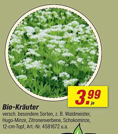 Bio-Kräuter, verschiedene Sorten, z. B. Waldmeister, Hugo-Minze, Zitronenverbene, Schokominz, 12-cm-Topf