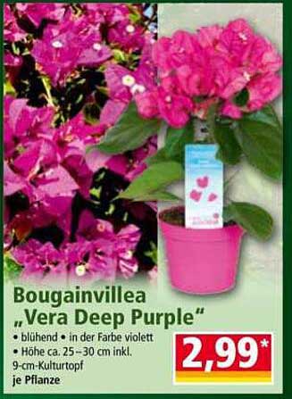 Bougainvillea „Vera Deep Purple“
