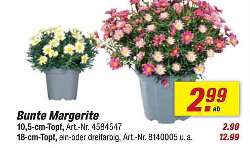 Bunte Margerite 10,5-cm-Topf und 18-cm-Topf
