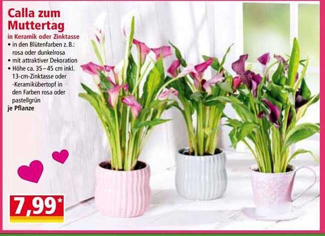 Calla zum Muttertag in Keramik oder Zinkasse