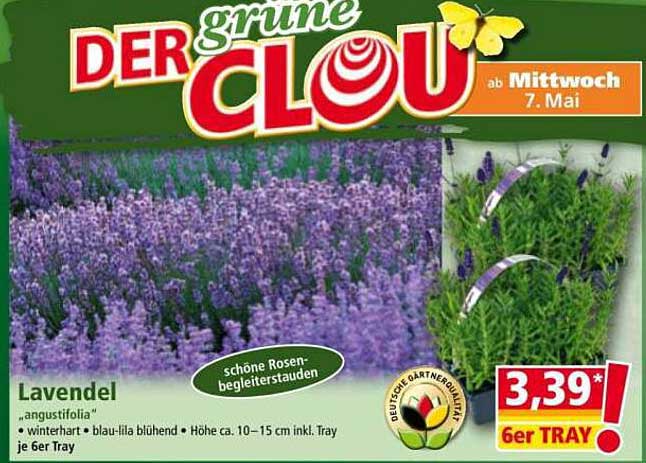 Der grüne Clou: Lavendel – 6er Tray für nur 3,39 €