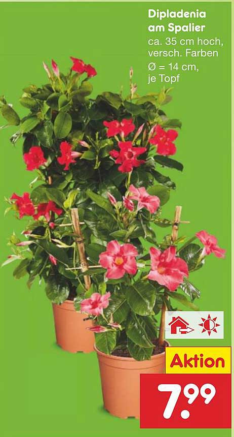 Dipladenia am Spalier