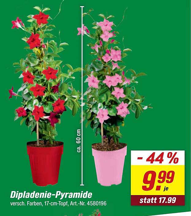 Dipladenie-Pyramide - verschiedene Farben, 17-cm-Topf, Art.-Nr. 4580196