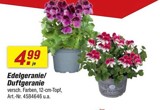 Edelgeranie/ Duftgeranie - 12-cm-Topf, verschiedene Farben