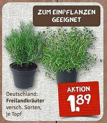 Freilandkräuter in verschiedenen Sorten – je Topf für 1,89 €