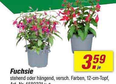 Fuchsie - Stehend oder Hängend, Verschiedene Farben, 12-cm-Topf