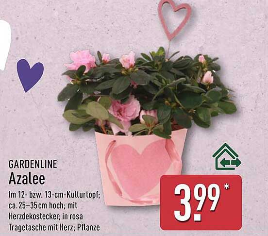GARDENLINE Azalee im Kulturtopf