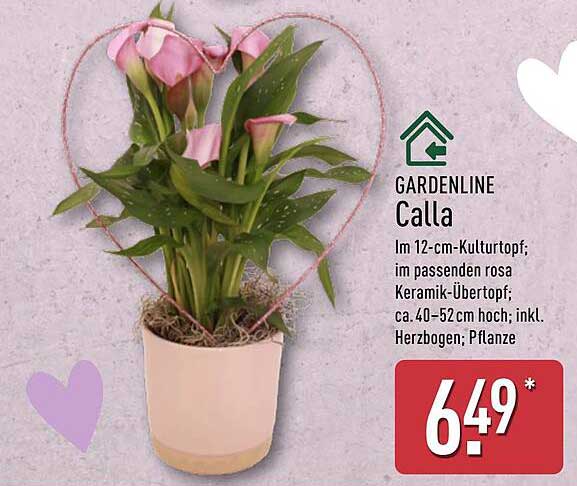 GARDENLINE Calla im rosafarbenen Keramiktopf