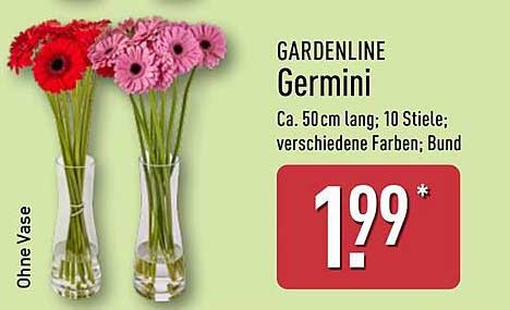 GARDENLINE Germini - Bunte Blütenpracht für Ihr Zuhause
