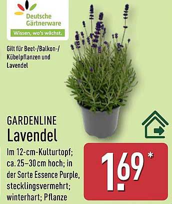 GARDENLINE Lavendel im 12-cm-Kulturtopf