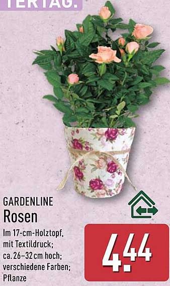 GARDENLINE Rosen im 17-cm-Holztopf