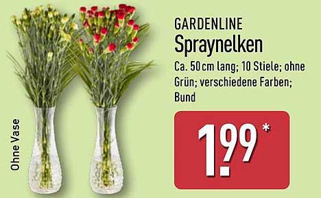 GARDENLINE Spraynelken - Farbtupfer für Ihr Zuhause