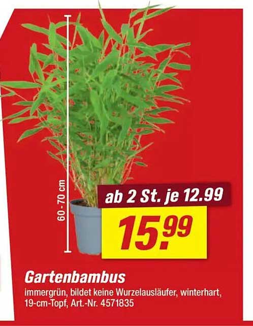 Gartenbambus - immergrün und winterhart