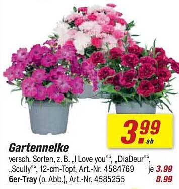 Gartennelke - Verschiedene Sorten, z. B. "I Love you", "DiaDeur", "Scully"