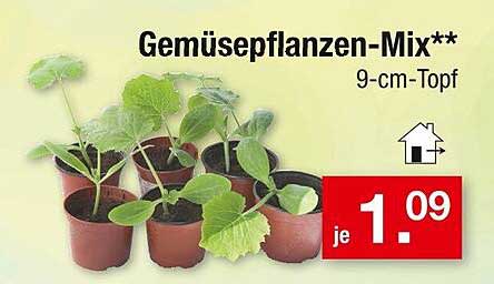 Gemüse­pflanzen-Mix** 9-cm-Topf