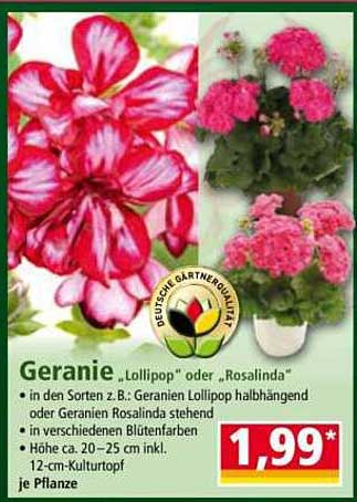 Geranie „Lollipop“ oder „Rosalinda“