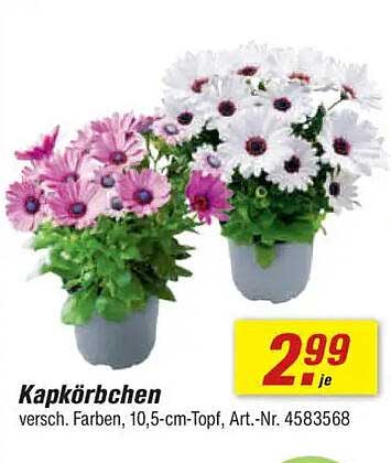 Kapkörbchen – verschiedene Farben, 10,5-cm-Topf, Art.-Nr. 4583568
