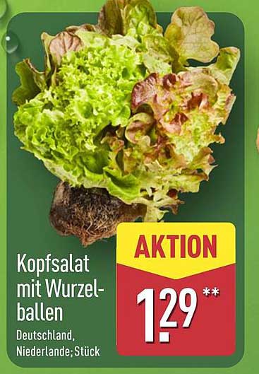 Kopfsalat mit Wurzelballen