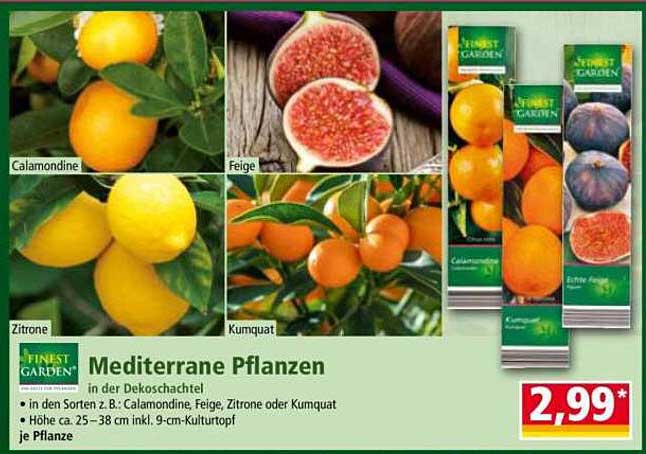 Mediterrane Pflanzen in der Dekoschachtel - Calamondine, Feige, Zitrone oder Kumquat