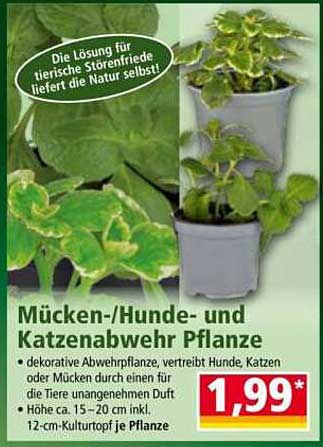 Mücken-/Hunde- und Katzenabwehr Pflanze